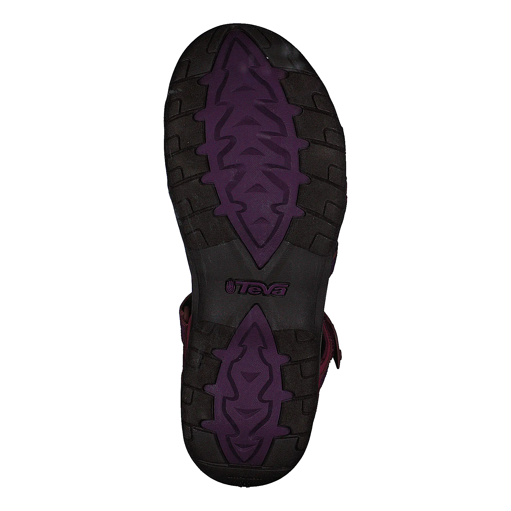 Tirra Halcon Gloxinia